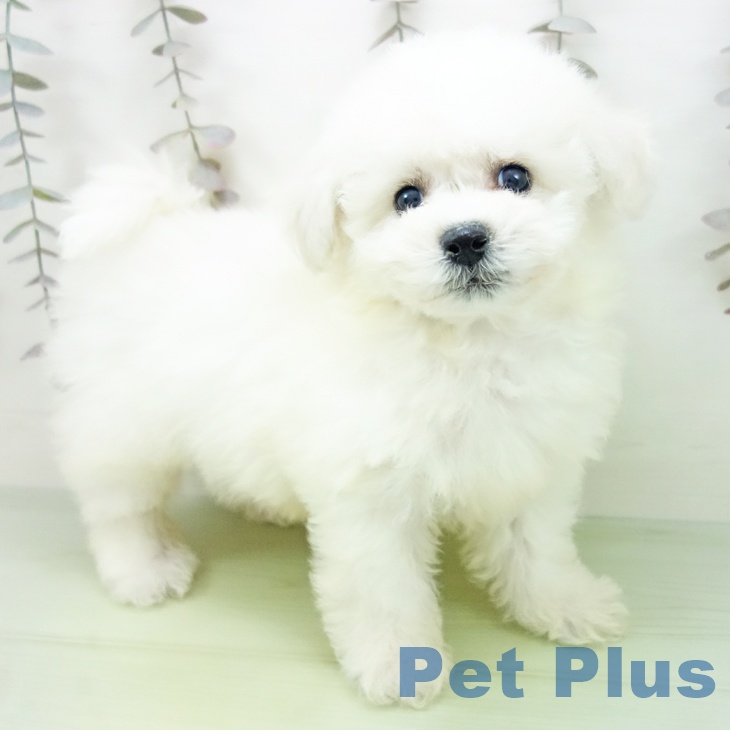 富山県のビションフリーゼ (ペットプラス 高岡店/2025年10月11日生まれ/男の子/ホワイト)の子犬の2枚目の画像