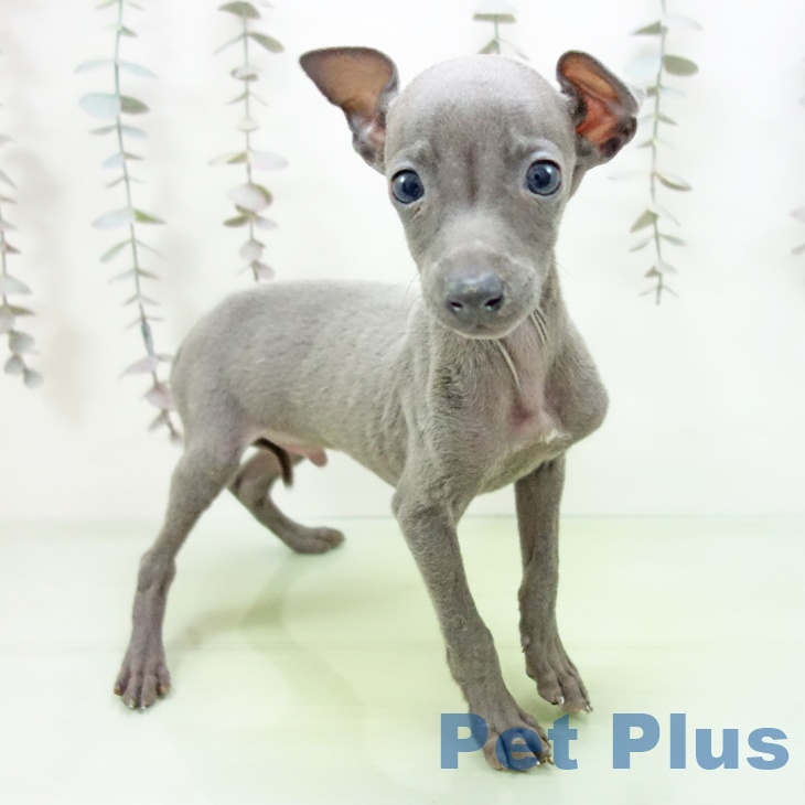 愛知県のイタリアングレーハウンド (ペットプラス ナゴヤドーム前店/2025年10月3日生まれ/男の子/ブルー)の子犬の1枚目の画像