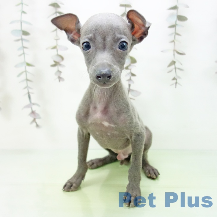 愛知県のイタリアングレーハウンド (ペットプラス ナゴヤドーム前店/2025年10月3日生まれ/男の子/ブルー)の子犬の2枚目の画像
