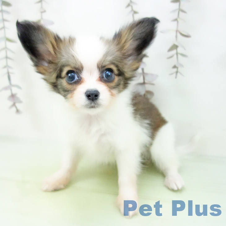 パピヨンの写真2