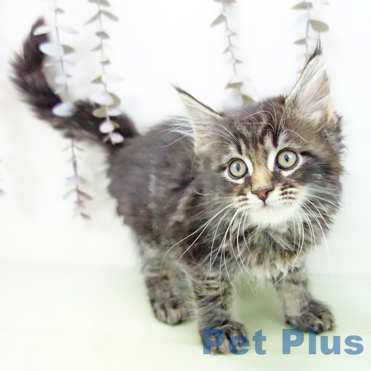 鹿児島県のメインクーン (ペットプラス 姶良店/2025年10月17日生まれ/男の子/ブラウンタビー)の子猫の1枚目の画像