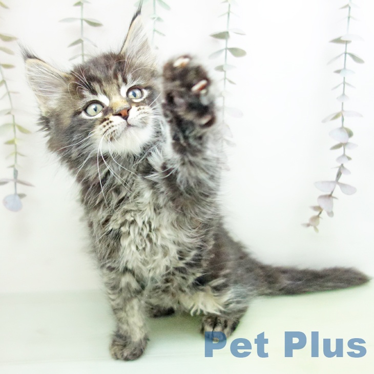 鹿児島県のメインクーン (ペットプラス 姶良店/2025年10月17日生まれ/男の子/ブラウンタビー)の子猫の2枚目の画像