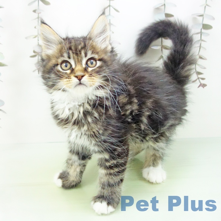 福岡県のメインクーン (ペットプラス 八幡東店/2025年10月17日生まれ/男の子/ブラウンタビーホワイト)の子猫の1枚目の画像