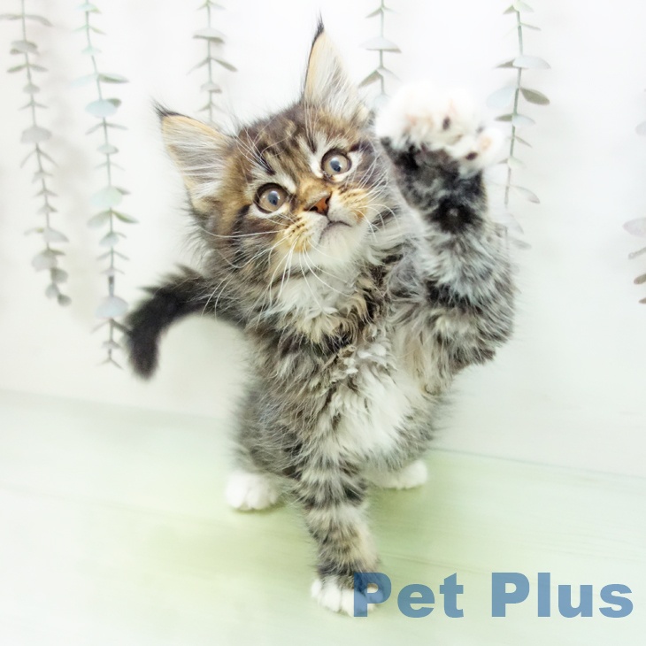 福岡県のメインクーン (ペットプラス 八幡東店/2025年10月17日生まれ/男の子/ブラウンタビーホワイト)の子猫の2枚目の画像