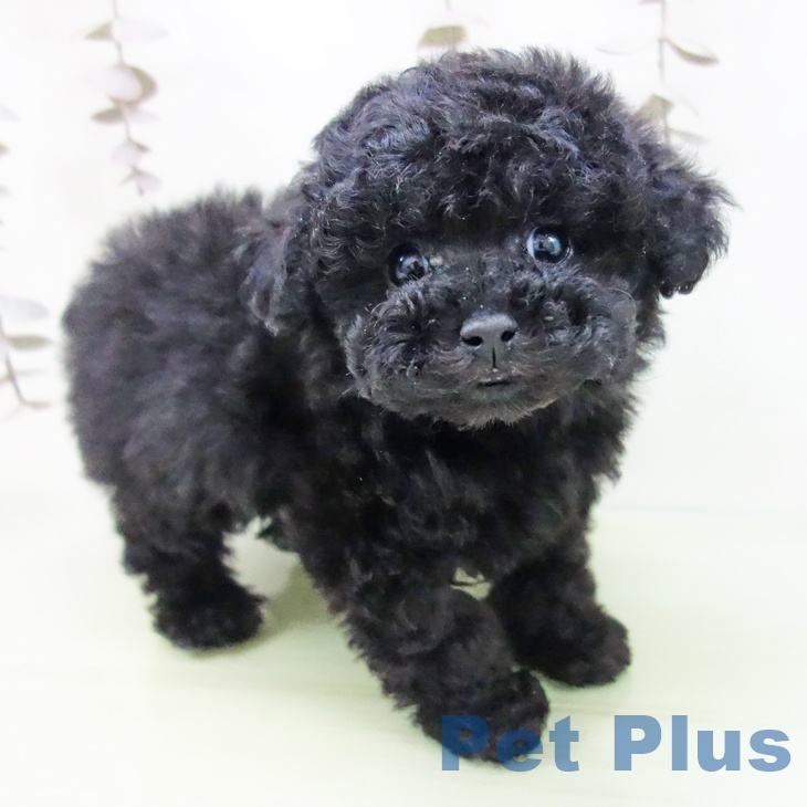 トイ・プードル