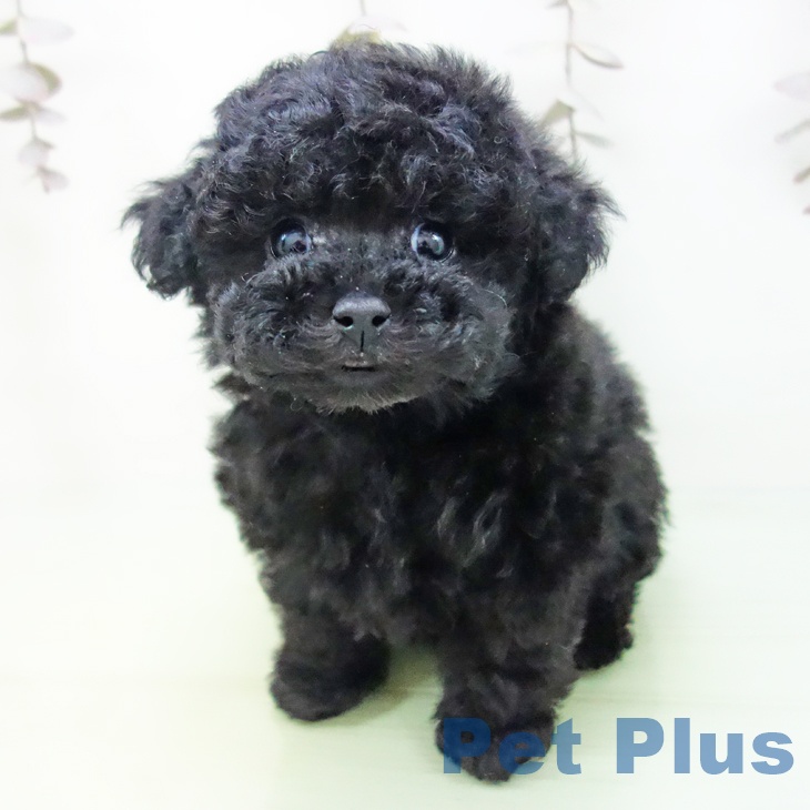 トイ・プードルの写真2