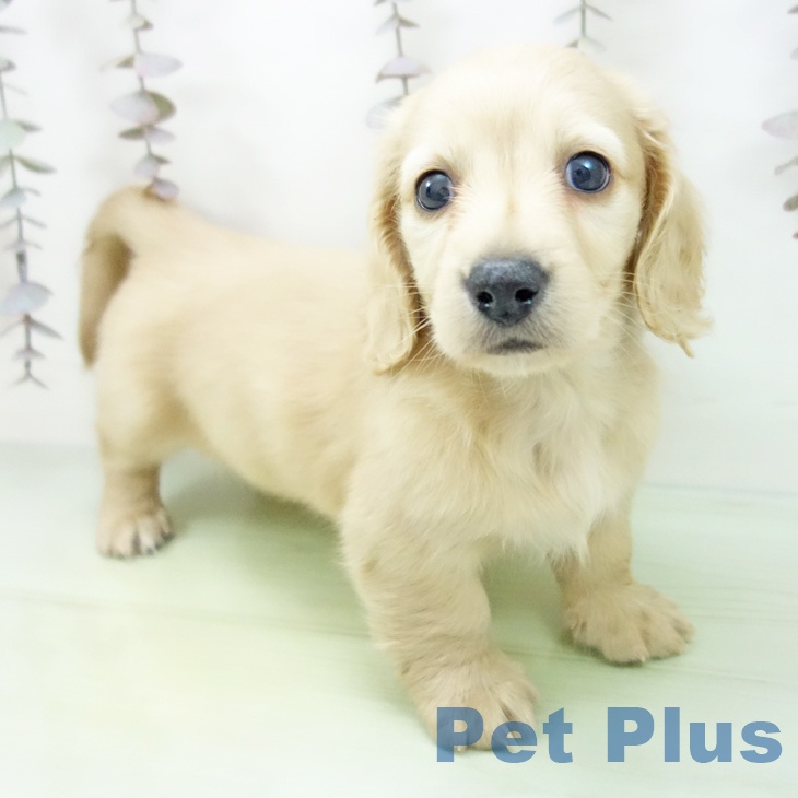 三重県のミニチュアダックスフンド(ロング) (ペットプラス 鈴鹿店/2025年10月19日生まれ/男の子/イエロー)の子犬の1枚目の画像