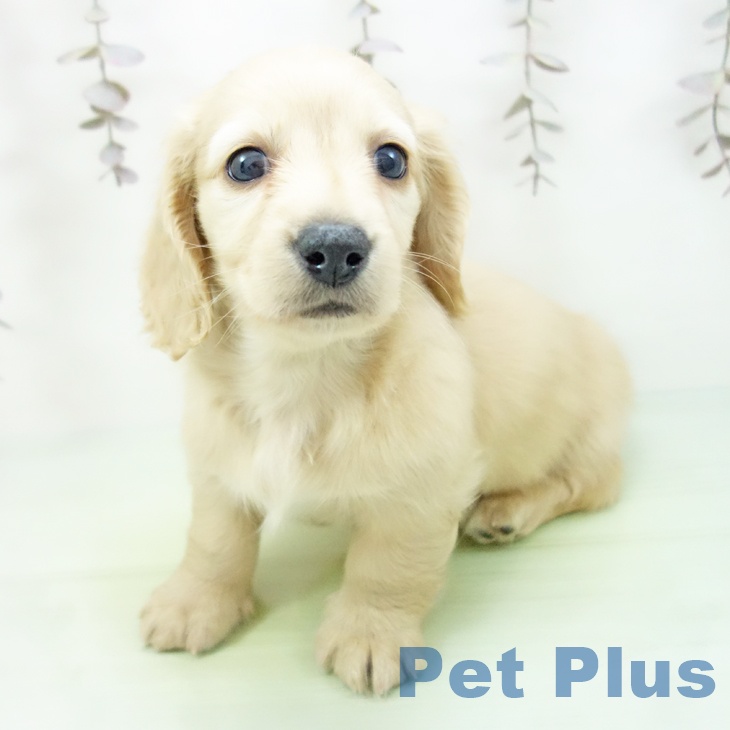 三重県のミニチュアダックスフンド(ロング) (ペットプラス 鈴鹿店/2025年10月19日生まれ/男の子/イエロー)の子犬の2枚目の画像