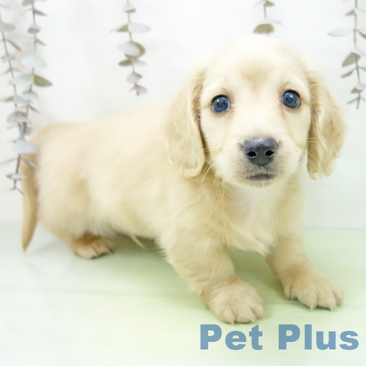 岐阜県のミニチュアダックスフンド(ロング) (ペットプラス 各務原店/2025年10月19日生まれ/男の子/イエロー)の子犬の1枚目の画像