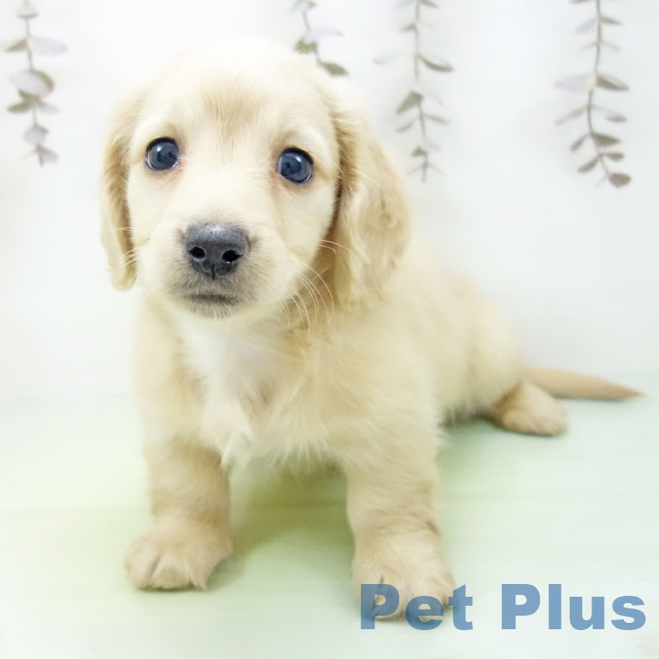 岐阜県のミニチュアダックスフンド(ロング) (ペットプラス 各務原店/2025年10月19日生まれ/男の子/イエロー)の子犬の2枚目の画像