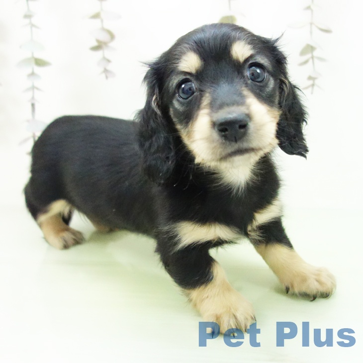 愛知県のミニチュアダックスフンド(ロング) (ペットプラス 三好店/2025年10月19日生まれ/女の子/ブラックイエロー)の子犬の1枚目の画像