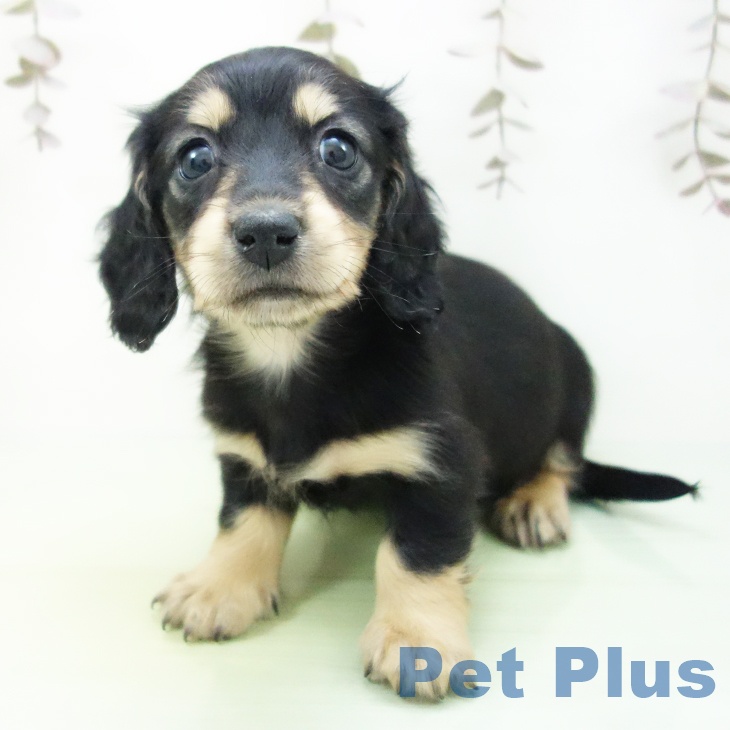 愛知県のミニチュアダックスフンド(ロング) (ペットプラス 三好店/2025年10月19日生まれ/女の子/ブラックイエロー)の子犬の2枚目の画像