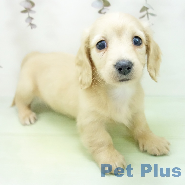 ミニチュア・ダックスフンド