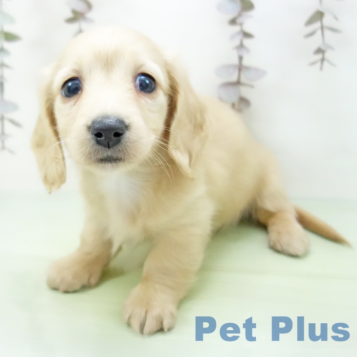 ミニチュア・ダックスフンドの写真2