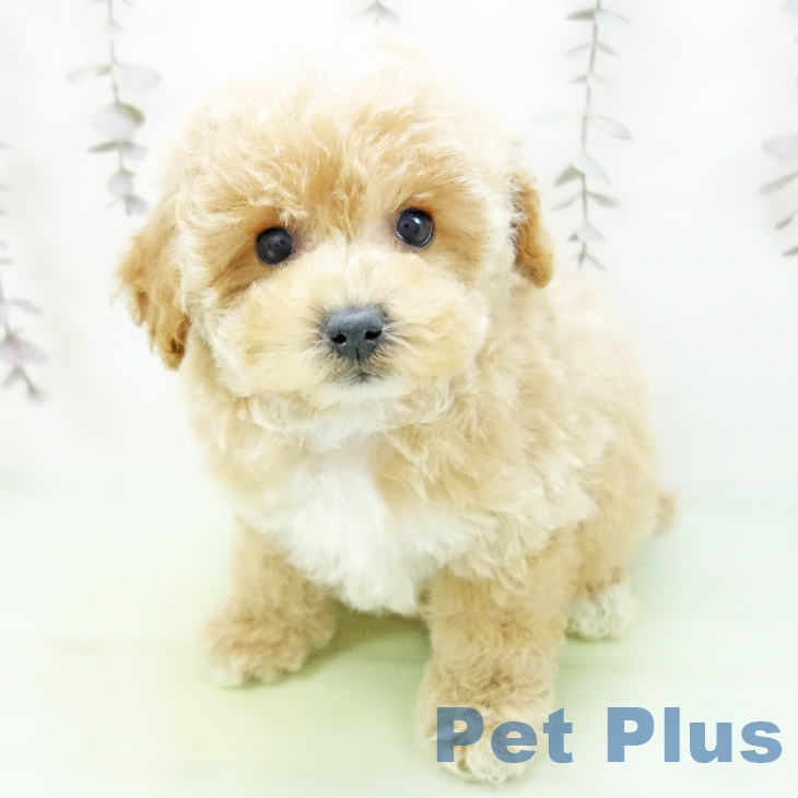 トイ・プードル