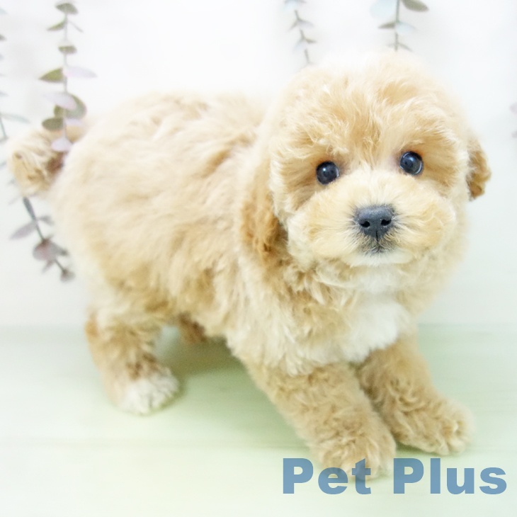 トイ・プードルの写真2