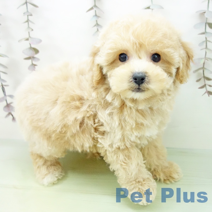 愛知県のトイプードル(トイ) (ペットプラス イオンモール長久手店/2025年10月19日生まれ/男の子/アプリコット)の子犬の1枚目の画像