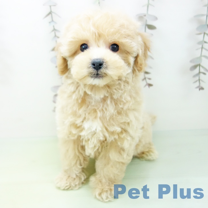 愛知県のトイプードル(トイ) (ペットプラス イオンモール長久手店/2025年10月19日生まれ/男の子/アプリコット)の子犬の2枚目の画像