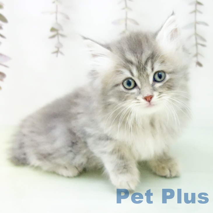 愛知県のサイベリアン (ペットプラス 豊田店/2025年10月17日生まれ/男の子/ブルータビー)の子猫の1枚目の画像