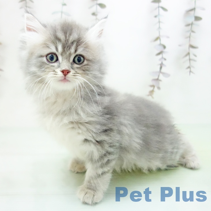 愛知県のサイベリアン (ペットプラス 豊田店/2025年10月17日生まれ/男の子/ブルータビー)の子猫の2枚目の画像