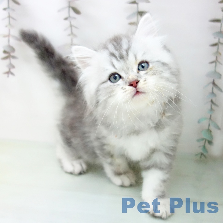 愛知県のサイベリアン (ペットプラス mozoワンダーシティ店/2025年10月17日生まれ/男の子/シルバータビー)の子猫の1枚目の画像