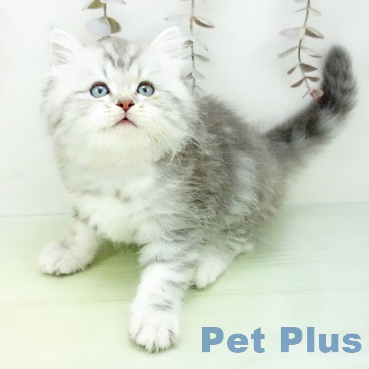 愛知県のサイベリアン (ペットプラス mozoワンダーシティ店/2025年10月17日生まれ/男の子/シルバータビー)の子猫の2枚目の画像