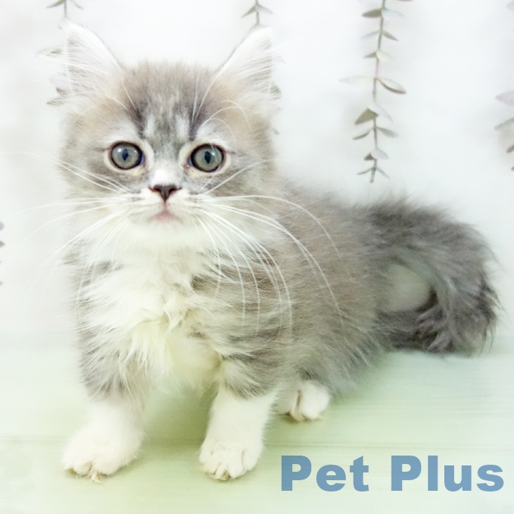 愛知県のミヌエット (ペットプラス mozoワンダーシティ店/2025年10月13日生まれ/女の子/ブルータビーホワイト)の子猫の1枚目の画像
