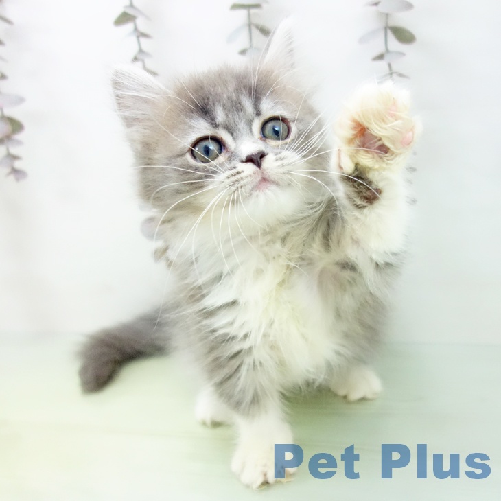 愛知県のミヌエット (ペットプラス mozoワンダーシティ店/2025年10月13日生まれ/女の子/ブルータビーホワイト)の子猫の2枚目の画像