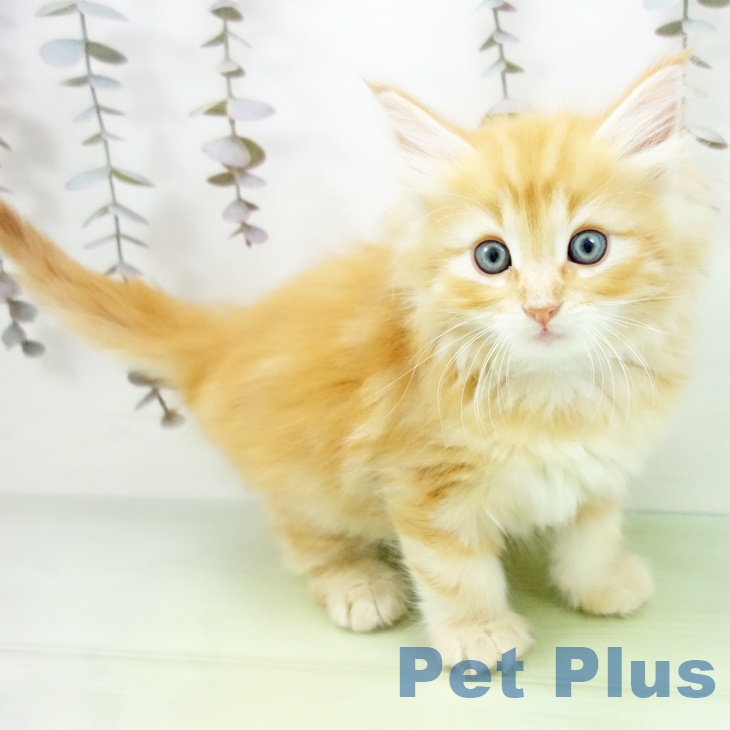 岐阜県のノルウェージャンフォレストキャット (ペットプラス 各務原店/2025年10月19日生まれ/男の子/レッドタビー)の子猫の1枚目の画像