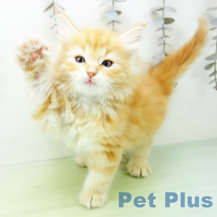 岐阜県のノルウェージャンフォレストキャット (ペットプラス 各務原店/2025年10月19日生まれ/男の子/レッドタビー)の子猫の2枚目の画像