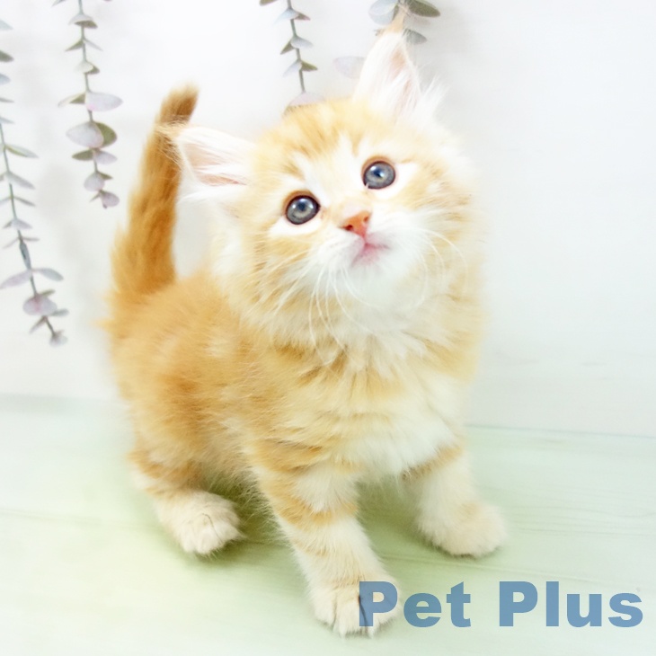 三重県のノルウェージャンフォレストキャット (ペットプラス 鈴鹿店/2025年10月19日生まれ/女の子/レッドタビー)の子猫の1枚目の画像