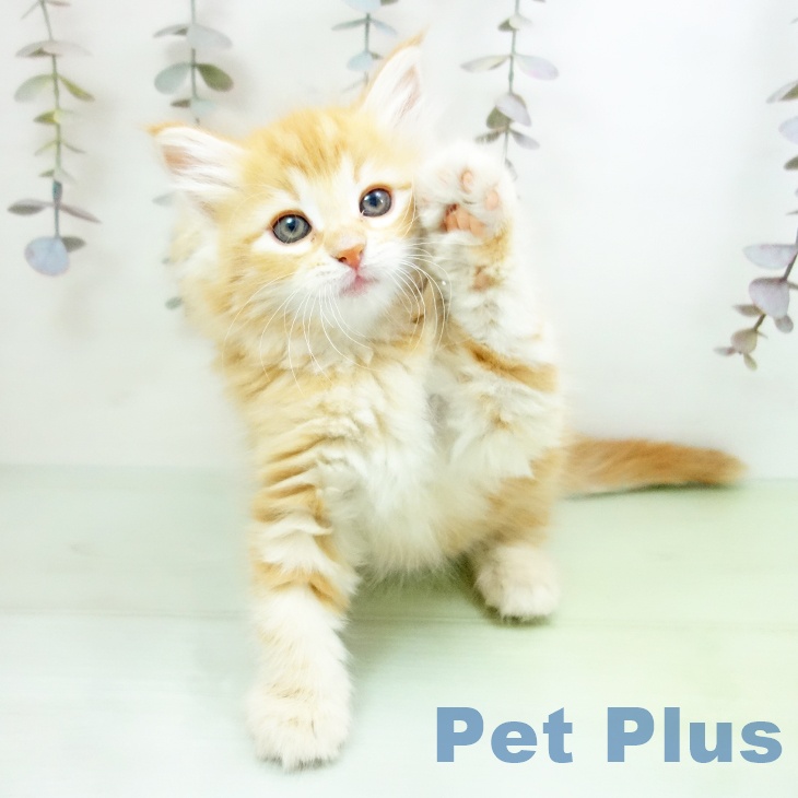 三重県のノルウェージャンフォレストキャット (ペットプラス 鈴鹿店/2025年10月19日生まれ/女の子/レッドタビー)の子猫の2枚目の画像