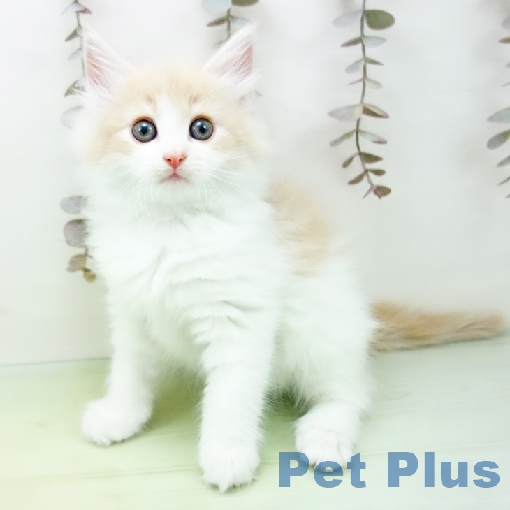 愛知県のノルウェージャンフォレストキャット (ペットプラス 岡崎店/2025年10月19日生まれ/女の子/クリームタビーホワイト)の子猫の1枚目の画像