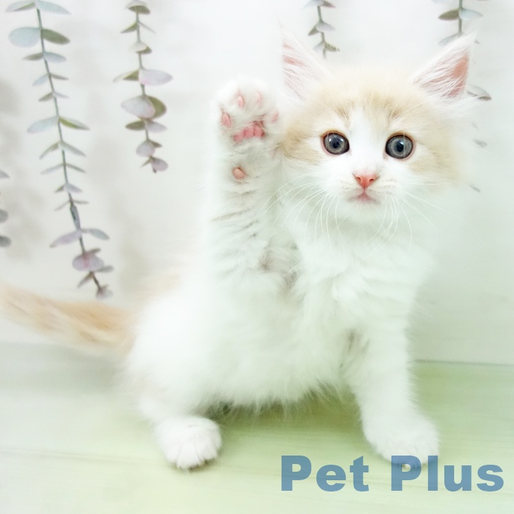 愛知県のノルウェージャンフォレストキャット (ペットプラス 岡崎店/2025年10月19日生まれ/女の子/クリームタビーホワイト)の子猫の2枚目の画像