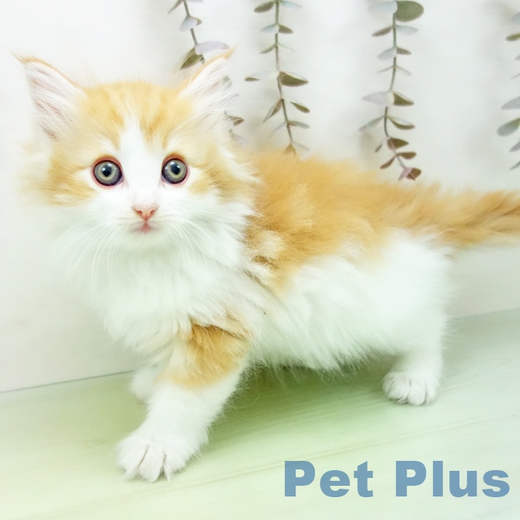 愛知県のノルウェージャンフォレストキャット (ペットプラス ナゴヤドーム前店/2025年10月19日生まれ/女の子/レッドタビーホワイト)の子猫の2枚目の画像