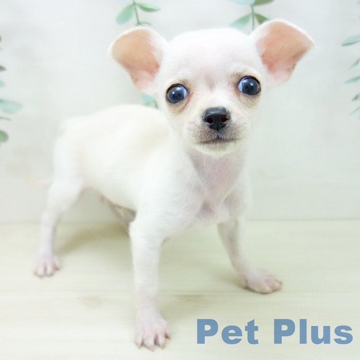 愛知県のチワワ(ロング) (ペットプラス 豊田店/2025年10月14日生まれ/男の子/クリーム)の子犬の1枚目の画像