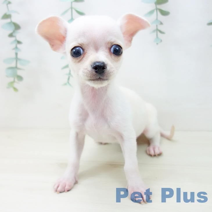 愛知県のチワワ(ロング) (ペットプラス 豊田店/2025年10月14日生まれ/男の子/クリーム)の子犬の2枚目の画像