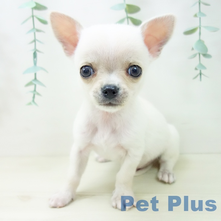 富山県のチワワ(ロング) (ペットプラス 高岡店/2025年10月14日生まれ/男の子/クリーム)の子犬の1枚目の画像