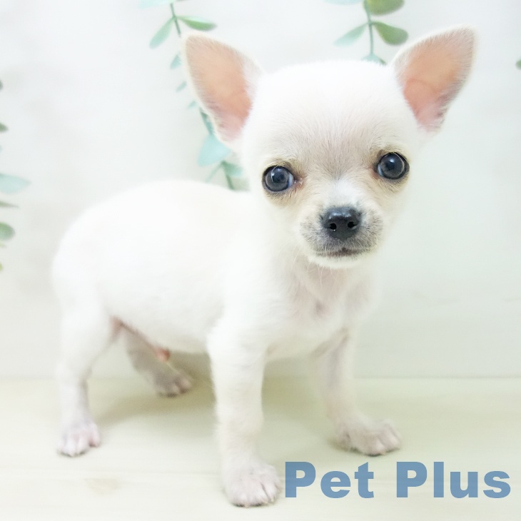 富山県のチワワ(ロング) (ペットプラス 高岡店/2025年10月14日生まれ/男の子/クリーム)の子犬の2枚目の画像