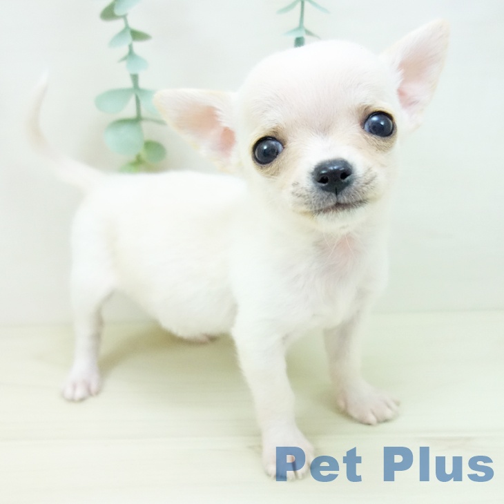 千葉県のチワワ(ロング) (ペットプラス 幕張新都心店/2025年10月14日生まれ/男の子/クリーム)の子犬の2枚目の画像