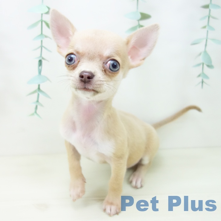 石川県のチワワ(ロング) (ペットプラス 新小松店/2025年10月14日生まれ/女の子/チョコレートフォーン)の子犬の1枚目の画像