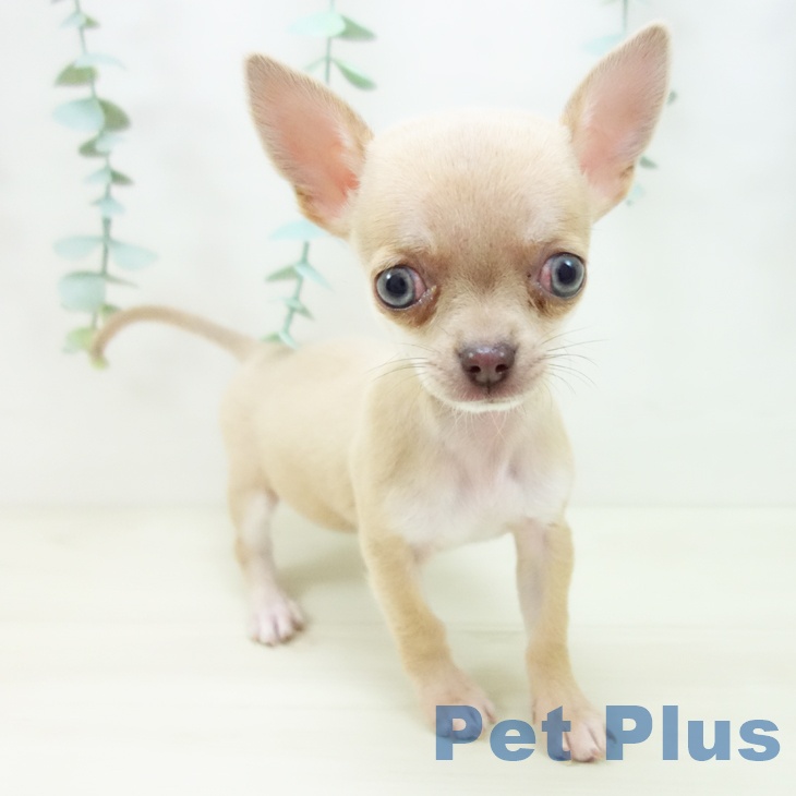石川県のチワワ(ロング) (ペットプラス 新小松店/2025年10月14日生まれ/女の子/チョコレートフォーン)の子犬の2枚目の画像