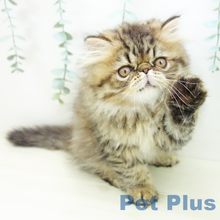 エキゾチックの写真2