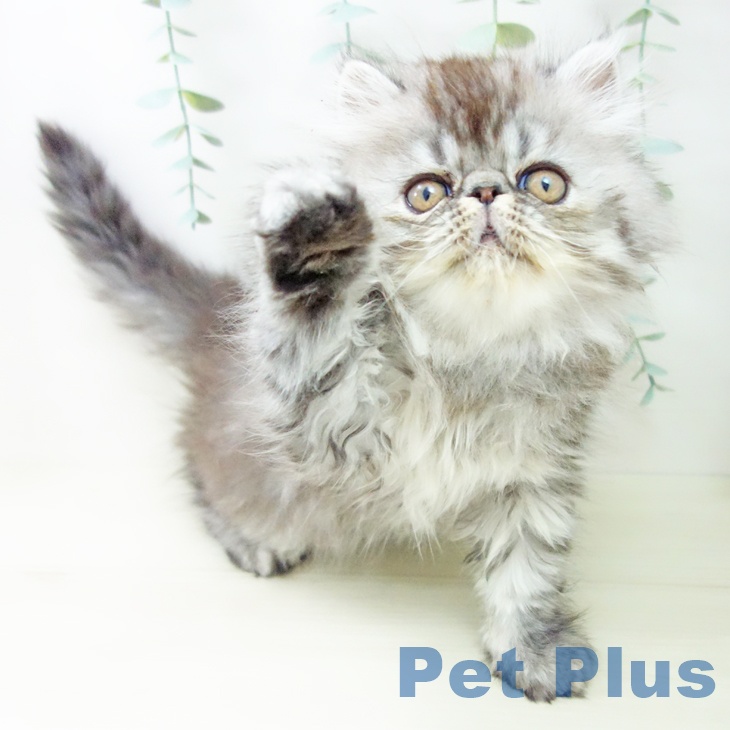 愛知県のエキゾチック (ペットプラス mozoワンダーシティ店/2025年10月18日生まれ/男の子/シルバーマッカレルタビー)の子猫の2枚目の画像