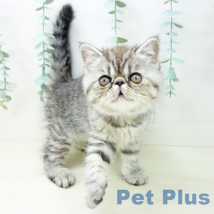 岐阜県のエキゾチック (ペットプラス 各務原店/2025年10月18日生まれ/男の子/シルバーマッカレルタビー)の子猫の1枚目の画像