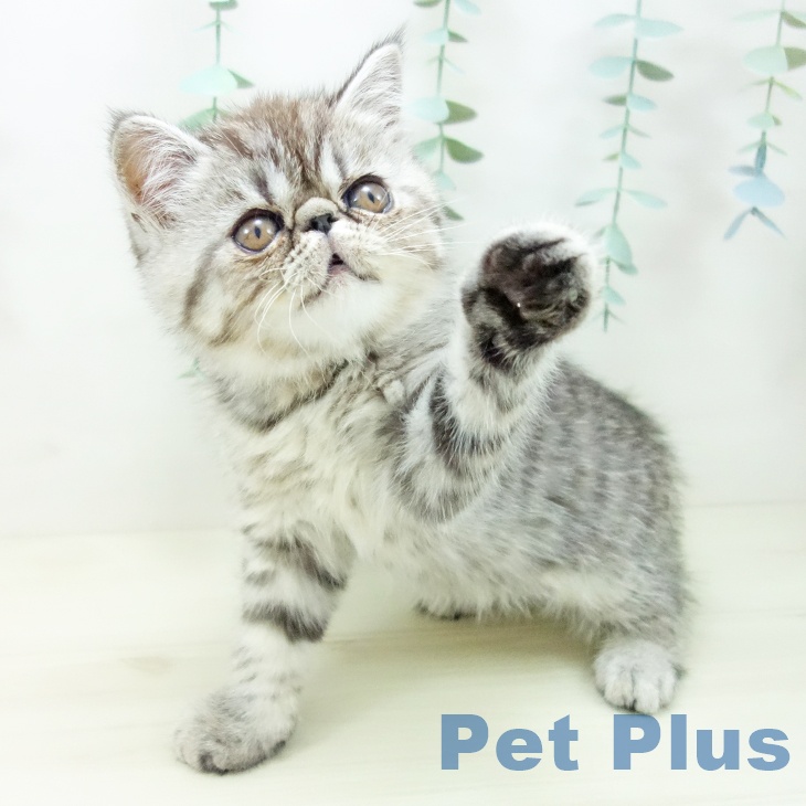 岐阜県のエキゾチック (ペットプラス 各務原店/2025年10月18日生まれ/男の子/シルバーマッカレルタビー)の子猫の2枚目の画像