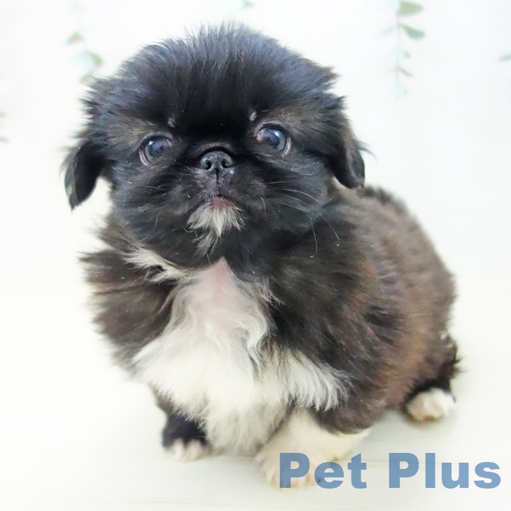 ペキニーズの写真2