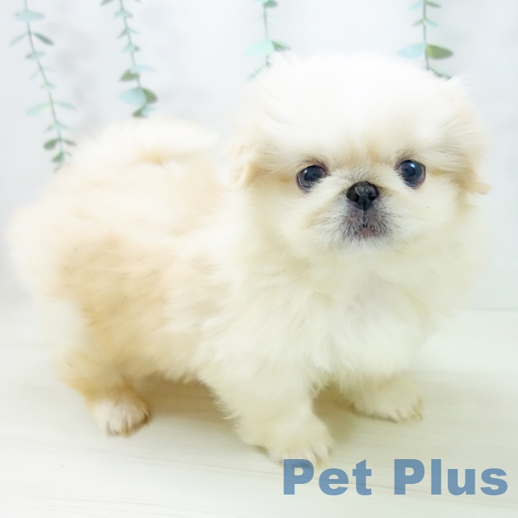 愛知県のペキニーズ (ペットプラス みなと店/2025年10月19日生まれ/女の子/クリーム)の子犬の2枚目の画像