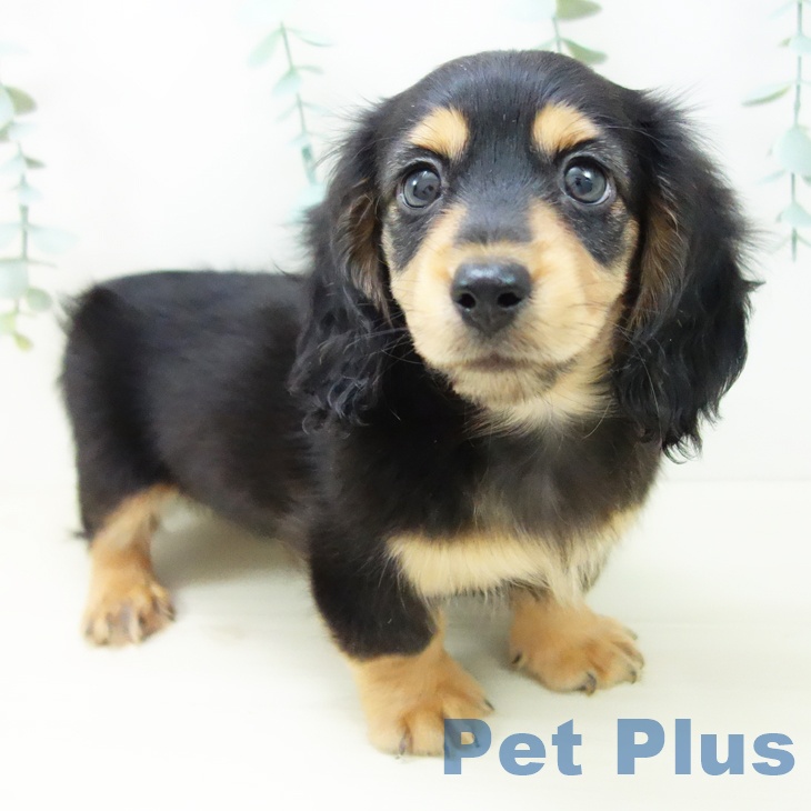 岐阜県のミニチュアダックスフンド(ロング) (ペットプラス 光ケ丘店/2025年10月18日生まれ/男の子/ブラックタン)の子犬の1枚目の画像