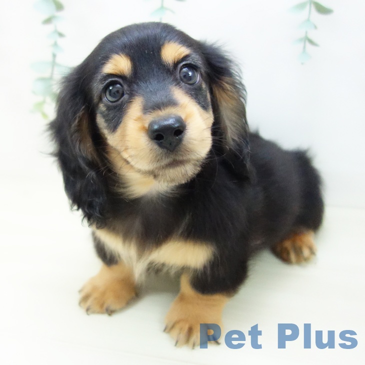 岐阜県のミニチュアダックスフンド(ロング) (ペットプラス 光ケ丘店/2025年10月18日生まれ/男の子/ブラックタン)の子犬の2枚目の画像